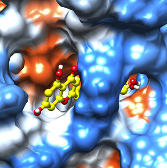 异槲皮素与OVA蛋白表面的亲疏水匹配图（蓝色和橙色部分分别表示亲水和疏水区域）